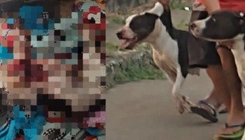 Cadela que teve patas amputadas em ataque de pit bulls volta para casa (Arquivo cedido ao R7)
